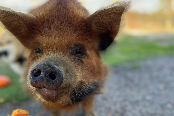KuneKune Pig Farm Tour - Is $25 a fair price?