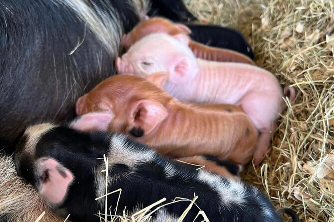 KuneKune Pig Farm Tour - Who will enjoy this farm visit most?