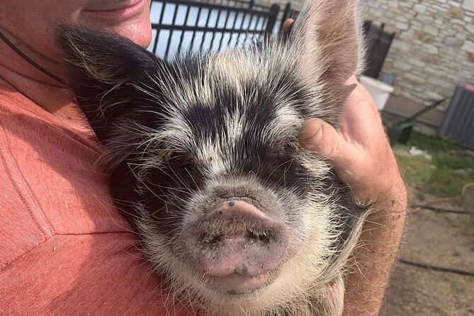 KuneKune Pig Farm Tour - What the 45-minute visit feels like