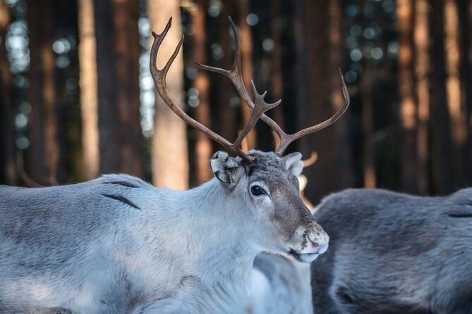 Kuoksa Reindeer Farm Visit with a Short Sleigh Ride - Meeting reindeer at a working Lappish farm