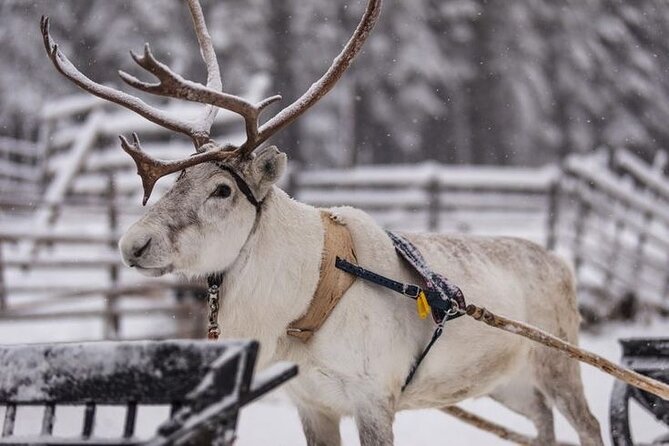 Kuoksa Reindeer Farm Visit with a Short Sleigh Ride - What the three-hour visit feels like