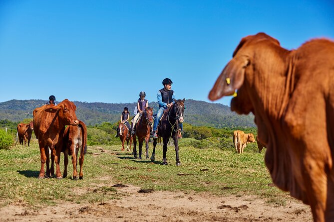 Kuranda 60 minute Horse Trail Ride and Petting Farm - Value at $128.39 per person