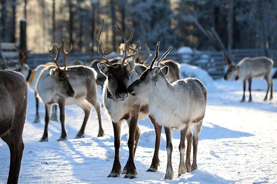Kuusamo: Reindeer Farm Visit - Key points to know before visiting