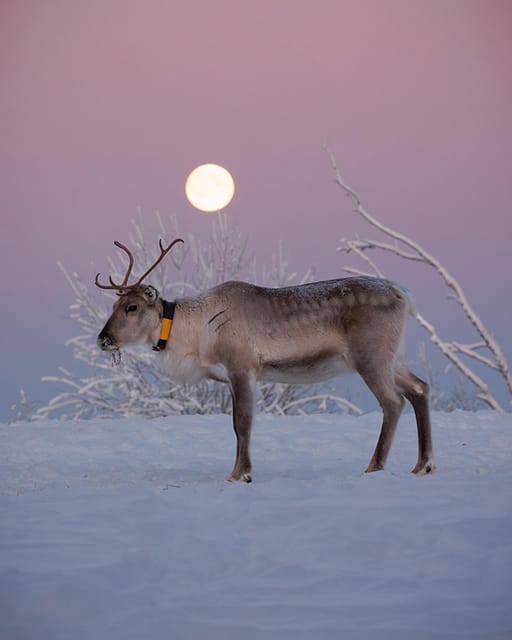 Kuusamo: Reindeer Farm Visit - Learning how reindeer fit into local life