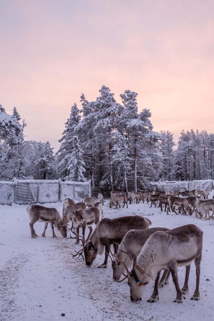 Kuusamo: Reindeer Farm Visit - Visiting the handicraft workshop and boutique
