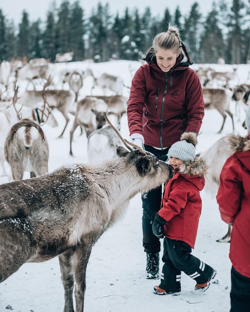 Kuusamo: Reindeer Farm Visit - Practical tips for a smoother visit