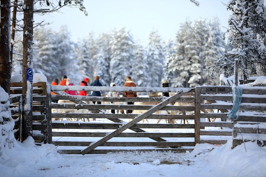 Kuusamo: Reindeer Farm Visit - Should you book the Kujala Reindeer Farm visit?