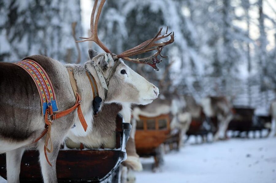 Kuusamo: Reindeer Sleigh Ride and Farm Visit - Key points to know before you book