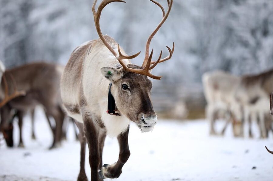 Kuusamo: Reindeer Sleigh Ride and Farm Visit - The first sight of Kujala Reindeer Farm