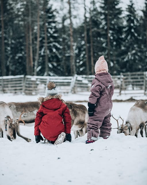 Kuusamo: Reindeer Sleigh Ride and Farm Visit - Feeding reindeer in the ancient corral
