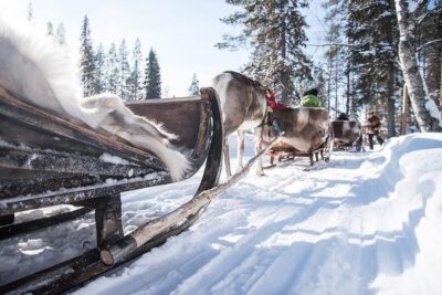 Kuusamo: Reindeer Sleigh Ride and Farm Visit