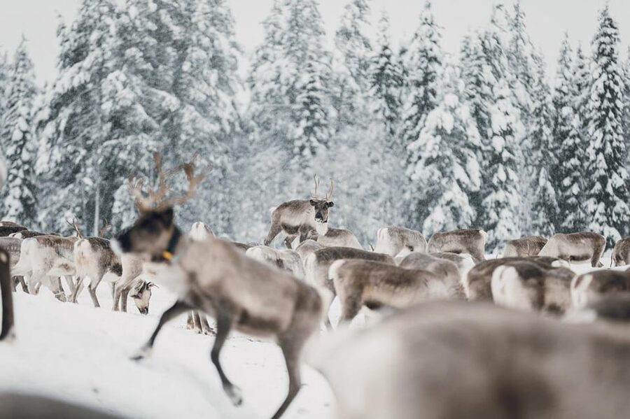 Kuusamo: Reindeer Sleigh Ride and Farm Visit - Stories about herding and farm life