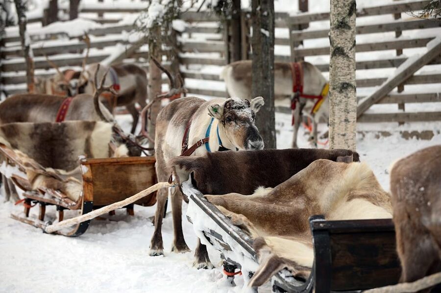 Kuusamo: Reindeer Sleigh Ride and Farm Visit - Practical details that affect your decision