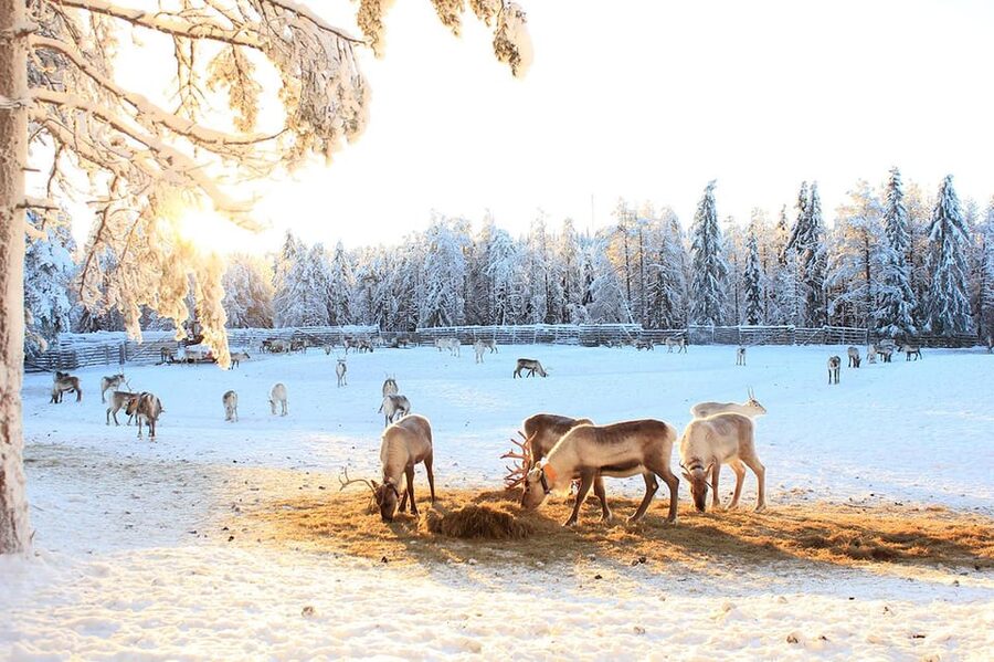 Kuusamo: Reindeer Sleigh Ride and Farm Visit - Should you book the Kujala reindeer experience?