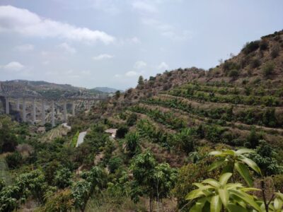 La Herradura Coffee Farm: tour in Europe’s only plantation