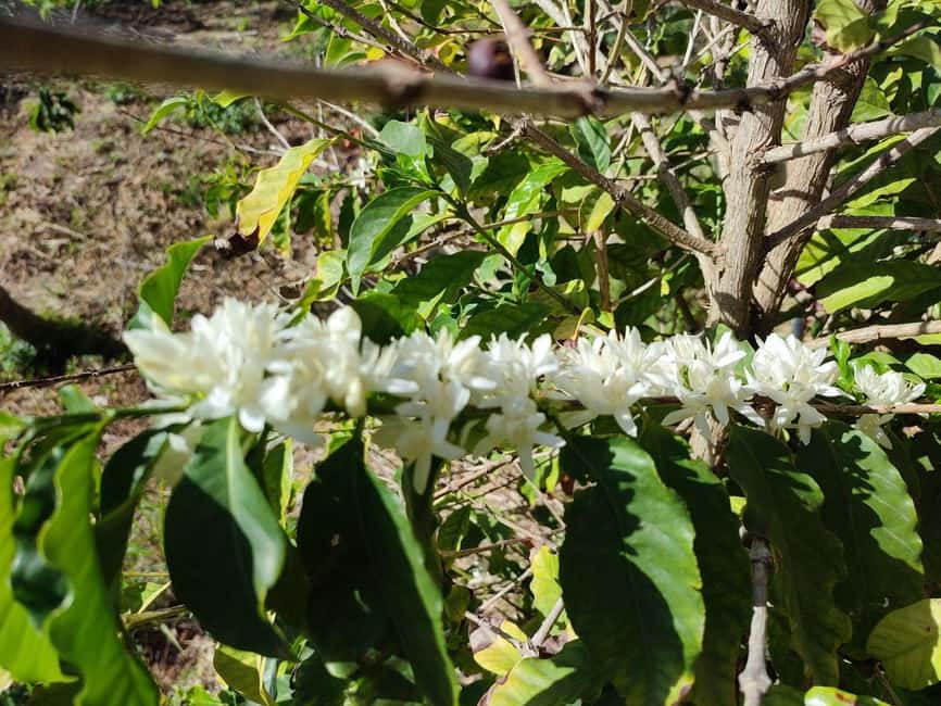 La Herradura Coffee Farm: tour in Europe's only plantation - Should you book La Herradura Coffee Farm?