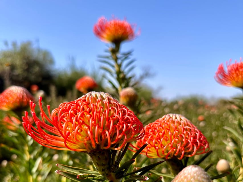La Palma : Tour of an ecological farm w/ animals & tasting - The one-hour tasting is more than a quick sample
