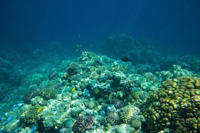 La Paz: Coral Farm Snorkel Tour - What makes the natural reef stop worthwhile