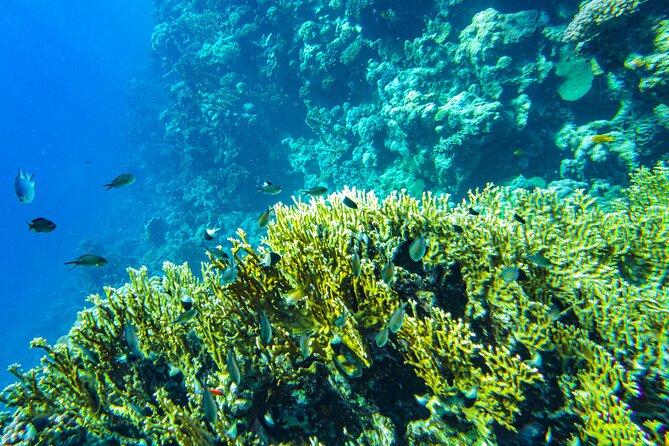 La Paz: Coral Farm Snorkel Tour - Is the $55.60 price fair?