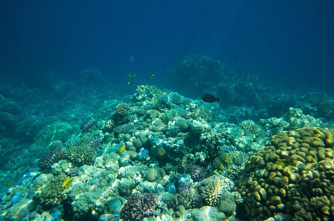 La Paz: Coral Farm Snorkel Tour - Booking details that matter in La Paz