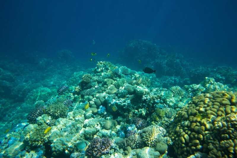 La Paz: Coral Farm Snorkel Tour - Should You Book the Coral Farm Snorkel Tour?