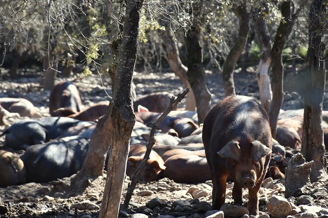 La Rioja Biosphere Organic Pig Farm and Ham and Wine Tasting - Walking through olive groves and grain fields