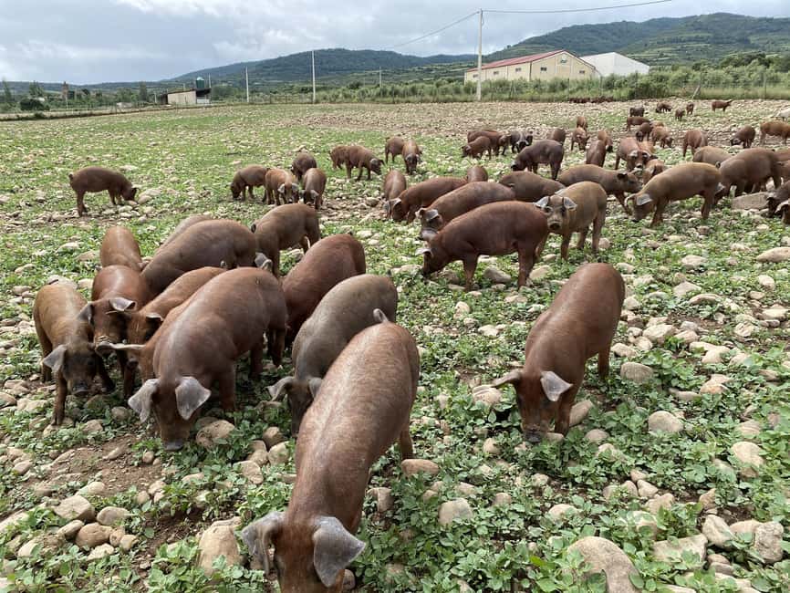 La Rioja: Jamon Iberico Farm Tour and Tasting with Wine - Key points to know before booking