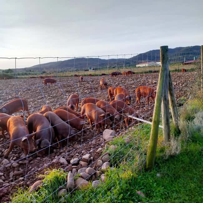La Rioja: Jamon Iberico Farm Tour and Tasting with Wine - Is $146 a fair price?