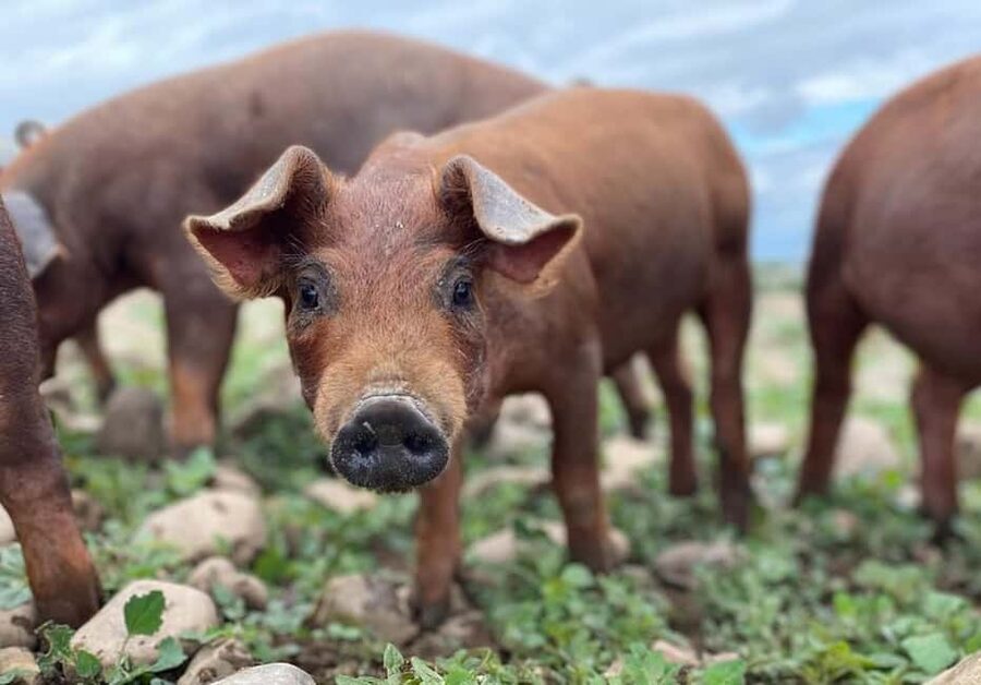 La Rioja: Jamon Iberico Farm Tour and Tasting with Wine - The main strengths and the main tradeoff