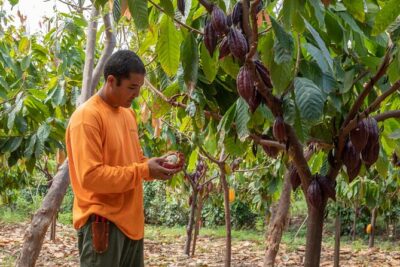 Maui Ku’ia Estate Guided Cacao Farm Tour and Tasting