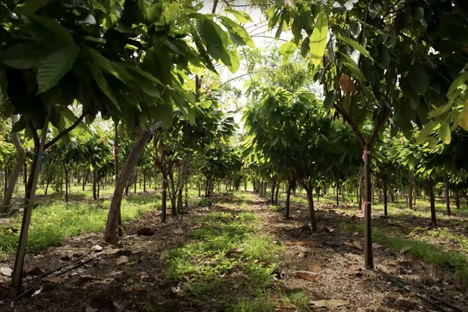Lahaina: Maui Ku'ia Estate Guided Cacao Farm Tour and Tasting - My take: book it for the farm, not just the chocolate