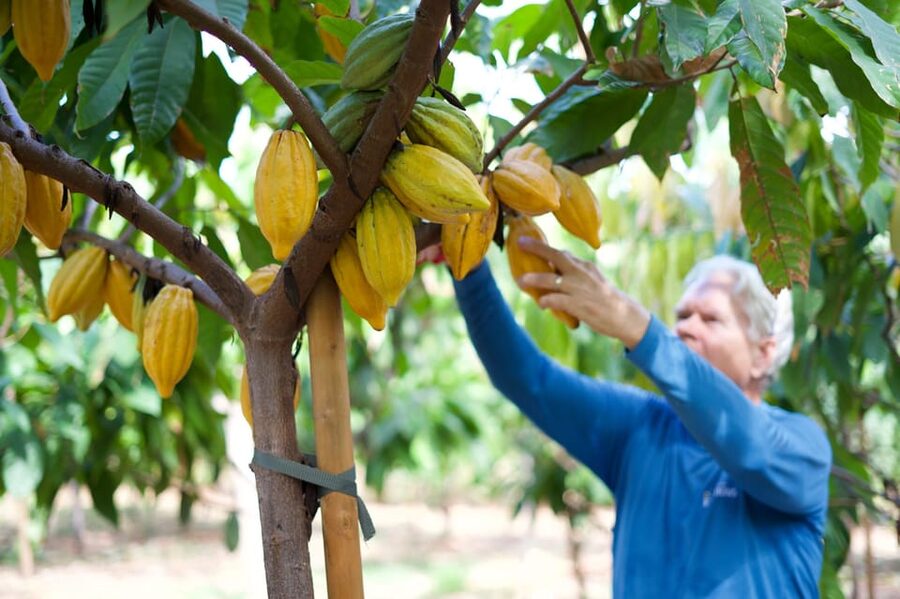 Lahaina: Maui Ku'ia Estate Guided Cacao Farm Tour & Tasting - Starting at Maui Ku’ia Estate Chocolate in Lahaina