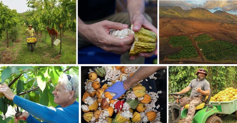 Lahaina: Maui Ku'ia Estate Guided Cacao Farm Tour & Tasting - Understanding cacao before tasting chocolate