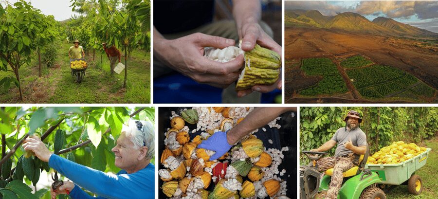 Lahaina: Maui Ku'ia Estate Guided Cacao Farm Tour & Tasting - Who will enjoy this cacao farm visit?
