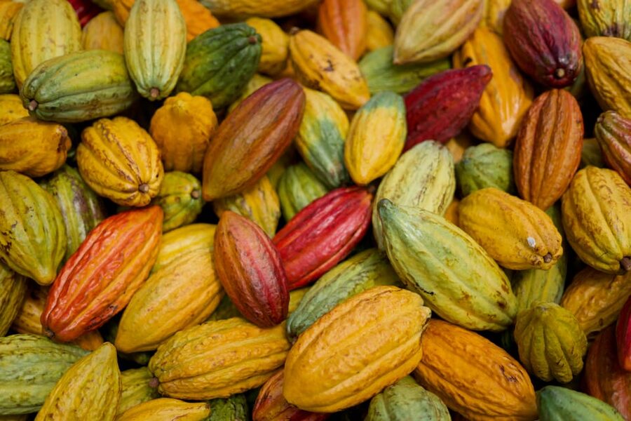 Lahaina: Maui Ku'ia Estate Guided Cacao Farm Tour & Tasting - Walking through more than 20 acres of cacao