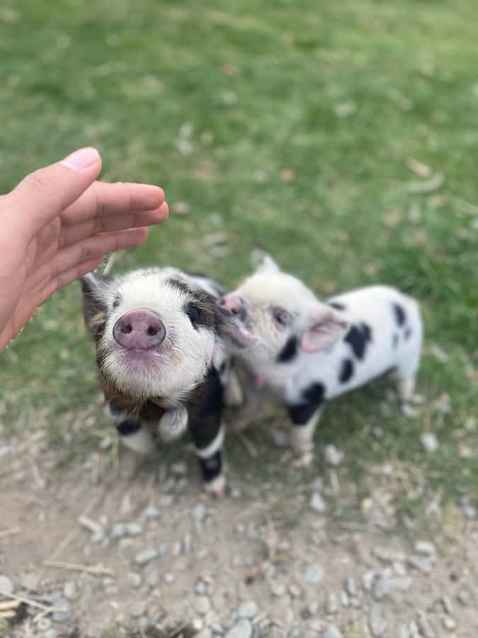 Lake Tekapo High Country Farm Tour (Carbon Positive) - Key points for your Lake Tekapo farm tour