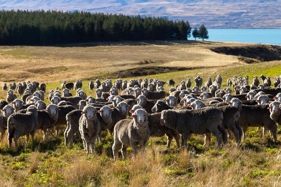 Lake Tekapo High Country Farm Tour (Carbon Positive) - Irishman Creek Hut and the farming past
