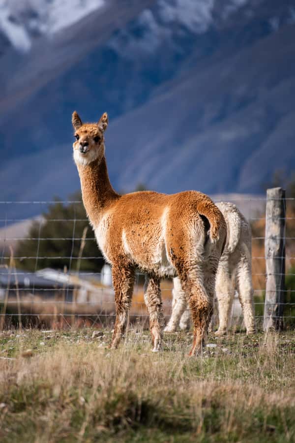 Lake Tekapo High Country Farm Tour (Carbon Positive) - Forks Stream, honey, and a taste of the place