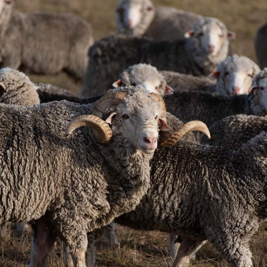 Lake Tekapo High Country Farm Tour (Carbon Positive) - Meeting the alpacas at the end