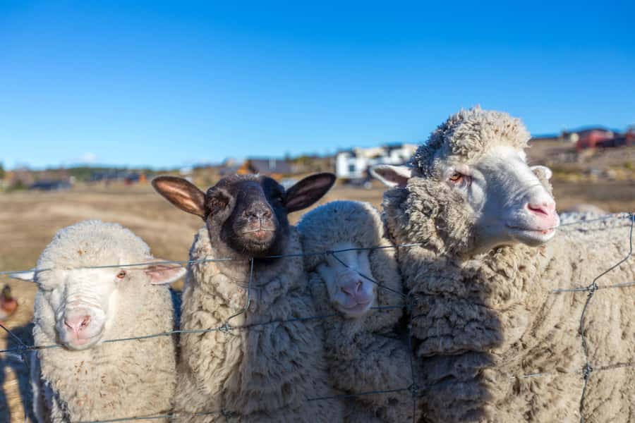 Lake Tekapo High Country Farm Tour (Carbon Positive) - Meeting at 48a D’Archiac Drive