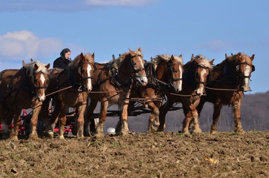 Lancaster County: Amish Farmlands, Museum Tour, Farm Visit - Who will enjoy this Lancaster tour most