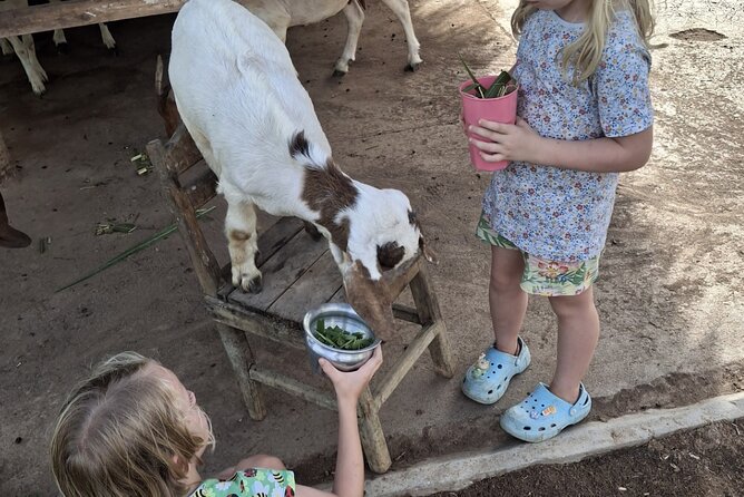 Laos Buffalo Dairy Tours Interact, Learn and Taste Fresh Flavors - Meeting the buffalo near Luang Prabang