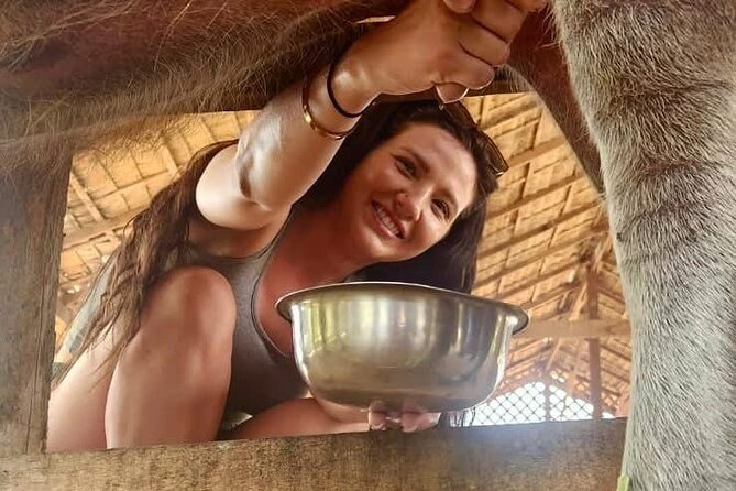 Laos Buffalo Dairy Tours Interact, Learn and Taste Fresh Flavors - Why the farm project adds value