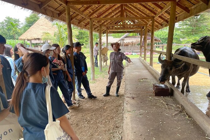 Laos Buffalo Dairy Tours Interact, Learn and Taste Fresh Flavors - A good break from Luang Prabang’s usual sights