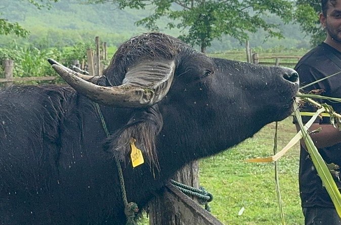 Laos Buffalo Dairy Tours Interact, Learn and Taste Fresh Flavors - Who should book the Laos Buffalo Dairy tour