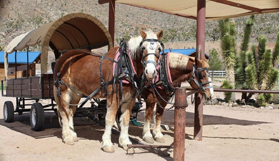 Las Vegas: Grand Canyon Ranch Tour with Horseback/Wagon Ride - Key points to know before you book