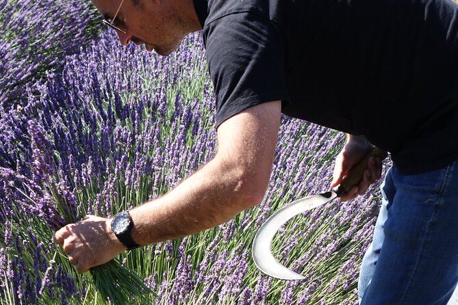 Lavender Harvesting and Distillation Workshop in Bellegarde - Cutting lavender with a traditional tool