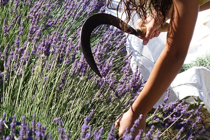 Lavender Harvesting and Distillation Workshop in Bellegarde - Who will enjoy this workshop most