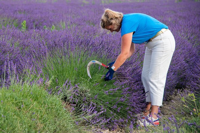 Lavender Harvesting and Distillation Workshop in Bellegarde - Learning why three lavenders smell different