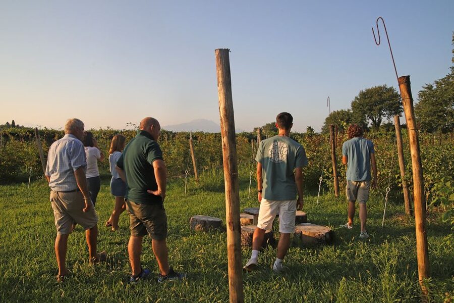 Lazise: Beekeeping Farm Tour and Tasting Experience - Meeting the bees and learning the farm routine